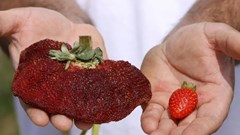 Israel giành kỷ lục thế giới về quả dâu tây nặng nhất