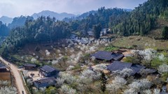 “Sắc mận Cao nguyên trắng Bắc Hà” hấp dẫn du khách