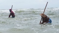 Đi thụt lùi, cào lộc biển