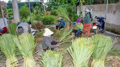 Người đảng viên với nhóm từ thiện xả thân hỗ trợ người dân (Bài 2):  Nắm sả yêu thương