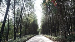 Chỉnh trang danh thắng đồi Vọng Cảnh phục vụ cộng đồng và du khách