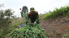 Phát hiện, thu giữ số lượng lớn cây thuốc phiện