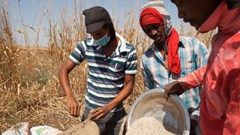 “Đau đầu”  với bài toán lương thực