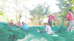 Thu gom rác thải nhựa để biển Bảo Ninh sạch đẹp