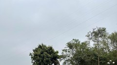 Tự ý chặt hạ cây đa, Ban Khánh tiết đình Chèm nhận trách nhiệm