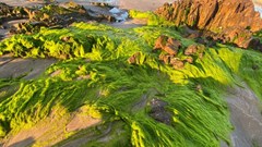 Nét đẹp ngỡ ngàng bãi rêu Làng Chài