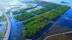 Phủ xanh phá Tam Giang