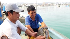 Thả đồi mồi quý hiếm về lại biển