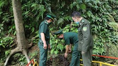 Thả cá thể khỉ mặt đỏ quý hiếm về tự nhiên