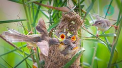 Nơi đàn chim trở về