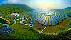 Đóa hướng dương trên dãy Thất Sơn mở cửa đón khách tham quan