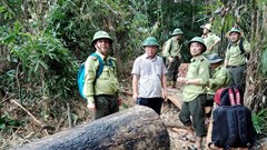 Quảng Nam: Kiên quyết xử lý các vụ phá rừng trái phép