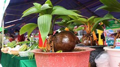 Bonsai dừa “độc, lạ” của lão nông Gia Lai