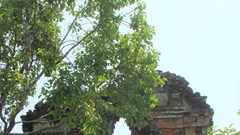 Quảng Nam đầu tư hơn 90,94 tỉ đồng tu bổ các di tích được xếp hạng