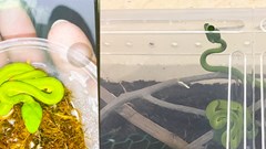 Nguy hại khi nuôi rắn trong nhà làm "thú cưng"