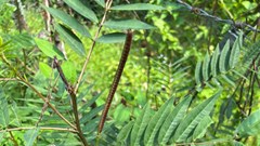 Hai người Việt Nam đầu tiên liệt chân, teo cơ vì ăn hạt muồng tây chữa bệnh