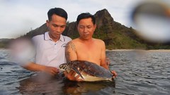 Thả cá thể rùa xanh quý hiếm về biển Lý Sơn