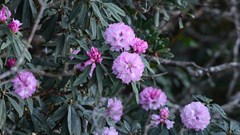 Tháng 4 về, Sun World Fansipan Legend rực rỡ sắc màu hoa đỗ quyên