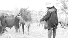 “Xóm cao bồi” ở làng Ring đổi vận