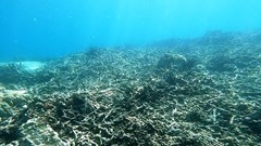 Khánh Hòa tạm dừng hoạt động lặn biển để cứu rạn san hô