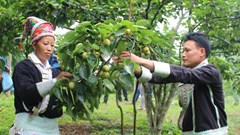 Lên Bát Xát cùng trải nghiệm văn hóa đặc sắc và thu hoạch Lê Tai nung