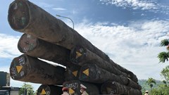 Tạm giữ xe đầu kéo chở hàng chục khối gỗ lim qua địa phận Quảng Ngãi