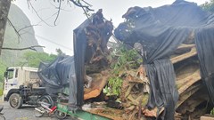 Quảng Bình: Bắt giữ xe đầu kéo vận chuyển trái phép 2 cây gỗ ‘khủng’