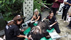 Một trang trại ở Hà Nội giao nộp 7 cá thể gấu ngựa