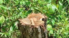 Quảng Nam: Hàng trăm cây thông bị “đầu độc" bằng hóa chất