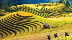 Mù Cang Chải là huyện du lịch tiêu biểu, phát triển bền vững của Yên Bái