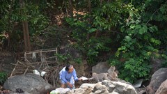 Quảng Ngãi: Chung tay bảo vệ đàn khỉ vàng quý hiếm ở đảo Hòn Trà