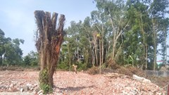 Di tích lịch sử, văn hóa cấp tỉnh nghè Đông Kinh (Thanh Hóa) bị xuống cấp: Dân sốt ruột quá nên phá bỏ hết rồi?!