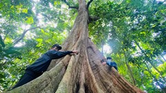 Nhờ hương ước, “lâm cấm” ở Bình Tân Phú được bảo vệ...