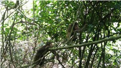 Thả 17 động vật quý, hiếm về môi trường tự nhiên Phong Nha – Kẻ Bàng