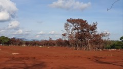 Dự án sân golf Đắk Đoa (Gia Lai) tạm dừng thi công: Xót xa số phận rừng thông cổ thụ