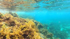 Sắc màu lung linh san hô ở biển duyên hải miền Trung