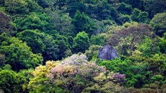 Đà Nẵng trồng cây xanh tạo điểm nhấn cho bán đảo Sơn Trà