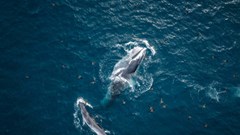 Cá voi xuất hiện nhiều ngày trên vùng biển Bình Định, nhà khoa học nói gì?