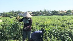 Làng thuốc Nam xứ Quảng