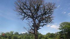 Cây cổ thụ hơn 300 năm tuổi chết do người dân... “nhiệt tình quá”