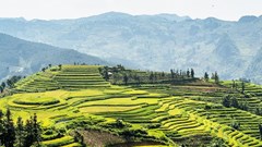 Lên vùng cao Bắc Hà cùng thưởng thức hương cốm mùa thu vàng