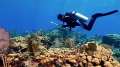 Công bố 'thủ phạm' phá hủy rạn san hô quan trọng bậc nhất thế giới