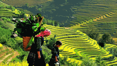 Yên Bái đón trên 1 triệu lượt khách du lịch, đạt 95% kế hoạch