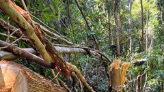 Kon Tum: Phát hiện vụ phá rừng lớn gần 150 m3 gỗ ở xã biên giới Mô Rai