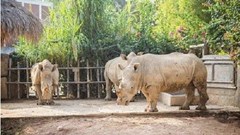 Điều tra nguyên nhân 6 con tê giác chết bất thường tại Nghệ An