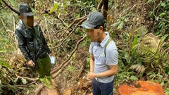Kon Tum: Bắt giữ 3 đối tượng liên quan vụ phá rừng quy mô lớn ở Mô Rai