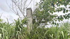 Tiếp bài Biến di tích lịch sử Trại an trí Trà Kê thành “ruộng mía”: Đề nghị người dân không canh tác trong khu vực bảo vệ di tích