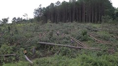 Lâm Đồng phát hiện hàng trăm cây thông bị đốn hạ ở Lâm Hà