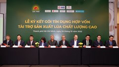 Thêm nguồn lực cho sản xuất lúa chất lượng cao