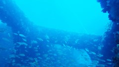 Làm rạn nhân tạo, phát triển nguồn lợi thủy hải sản ven bờ tại Khu bảo tồn biển Cù Lao Chàm